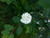Jual Poster Flower Flowers Flower 058APC