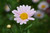 Jual Poster Flower Flowers Flower 076APC