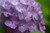 Jual Poster Flower Flowers Hydrangea 007APC