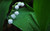 Jual Poster Flower Flowers Lily Of The Valley APC