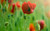 Jual Poster Flower Flowers Poppy 014APC