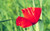 Jual Poster Flower Flowers Poppy 023APC