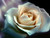 Jual Poster Flower Flowers Rose 014APC