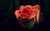 Jual Poster Flower Flowers Rose 020APC