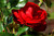Jual Poster Flower Flowers Rose 024APC