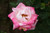 Jual Poster Flower Flowers Rose 029APC