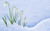 Jual Poster Flower Flowers Snowdrop 006APC