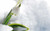 Jual Poster Flower Flowers Snowdrop 010APC