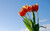 Jual Poster Flower Flowers Tulip 009APC