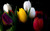 Jual Poster Flower Flowers Tulip 044APC
