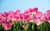 Jual Poster Flower Flowers Tulip 046APC