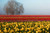 Jual Poster Flower Flowers Tulip 047APC