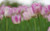Jual Poster Flower Flowers Tulip 060APC