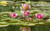 Jual Poster Flower Flowers Water Lily 004APC