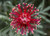Jual Poster Flower Grevillea Nature Plant Red Flower Earth Grevillea 001APC