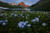 Jual Poster Flower Lake Meadow Mountain Nature Flowers Flower 1APC
