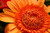 Jual Poster Flower Macro Orange Flower Flowers Flower APC