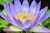 Jual Poster Flower Macro Purple Flower Water Lily Flowers Water Lily APC