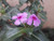 Jual Poster Flower Nature Plant Flowers Flower 002APC