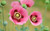 Jual Poster Flower Pink Flower Poppy Flowers Poppy APC