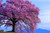 Jual Poster Flower Pink Flower Spring Tree Trees Tree APC