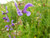 Jual Poster Flower Purple Salvia Pratensis Flowers Flower APC