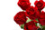 Jual Poster Flower Red Flower Red Rose Rose Flowers Rose 002APC