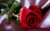 Jual Poster Flower Red Flower Red Rose Rose Spring Flowers Rose APC