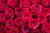 Jual Poster Flower Red Flower Red Rose Rose Water Flowers Rose APC