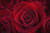 Jual Poster Flower Red Rose Rose Water Drop Flowers Rose 5APC