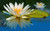 Jual Poster Flower Reflection Water Water Lily Flowers Water Lily APC