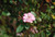 Jual Poster Flower Rose Flowers Rose 12397APC