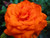 Jual Poster Flower Rose orange (Color) Flowers Rose APC