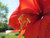 Jual Poster Flowers Amaryllis 001APC