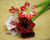 Jual Poster Flowers Amaryllis 003APC