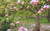 Jual Poster Flowers Blossom 001APC