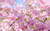 Jual Poster Flowers Blossom 083APC