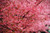 Jual Poster Flowers Blossom 143APC