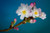 Jual Poster Flowers Blossom 212APC