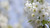 Jual Poster Flowers Blossom 223APC