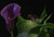 Jual Poster Flowers Calla Lily 003APC