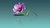 Jual Poster Flowers Cosmos 010APC