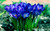 Jual Poster Flowers Crocus 005APC