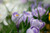 Jual Poster Flowers Crocus 008APC