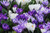 Jual Poster Flowers Crocus 028APC