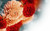 Jual Poster Flowers Dahlia 001APC