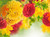 Jual Poster Flowers Dahlia 002APC