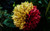 Jual Poster Flowers Dahlia 008APC