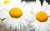 Jual Poster Flowers Daisy 026APC