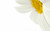 Jual Poster Flowers Daisy 033APC